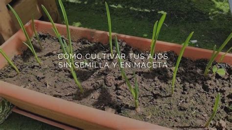 Cómo Cultivar Tus Ajos Sin Semilla Y En Maceta