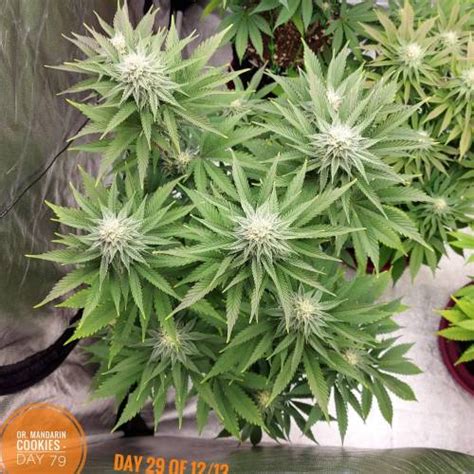 ETHOS Genetics Mandarin Cookies R1 V2 Grow Diary Journal Week12 By