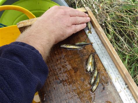 Monitoring Ness And Beauly Fisheries Trust