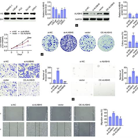 Alkbh Inhibited The Malignant Development Of Pca A Western Blot