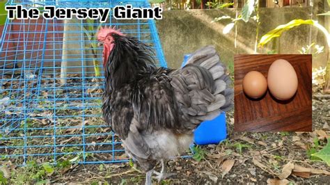 Jersey Giant Chicken Blue Jersey Free Range Chickens Organic Eggs W Extra Black Australorp