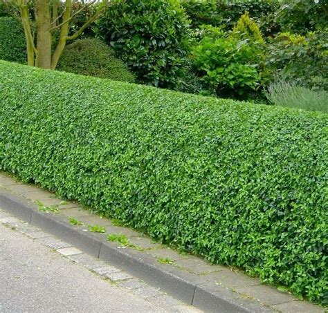 1 Wild Privet Hedging Ligustrum Vulgare Plant Hedge 40 60cmquick