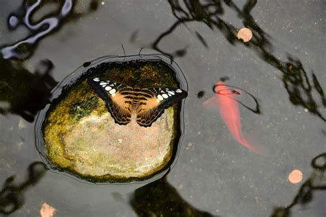 Discover the Allure of Butterfly Koi, Care, and Breeding