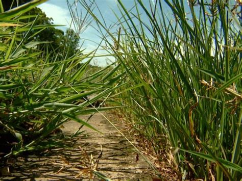 G Moradores Reclamam Do Mato Alto Em Terrenos E Pra As De Rio Claro