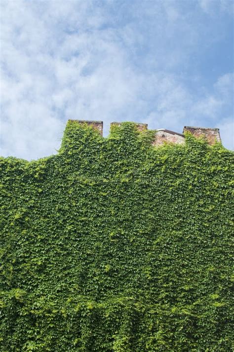 Old House Wall Covered with Creeping Plants Stock Photo - Image of ...