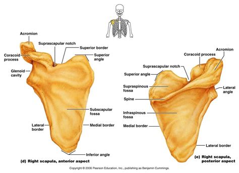 Scapula Bony Landmarks Diagram | Quizlet