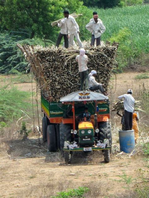 ARUNACHALA LAND: Sugarcane Cultivation at Tiruvannamalai