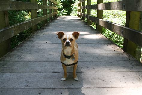 Come With Me Gap Creek Bridge Nomadic Lana Flickr