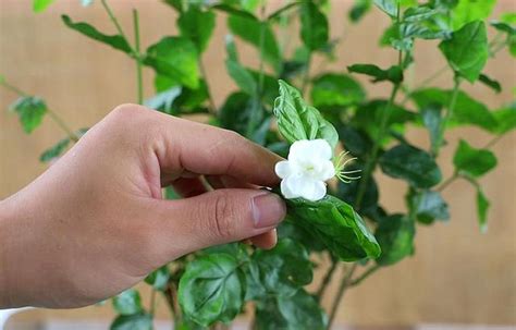 新手在家，如何養出花多葉綠的茉莉花？ 每日頭條