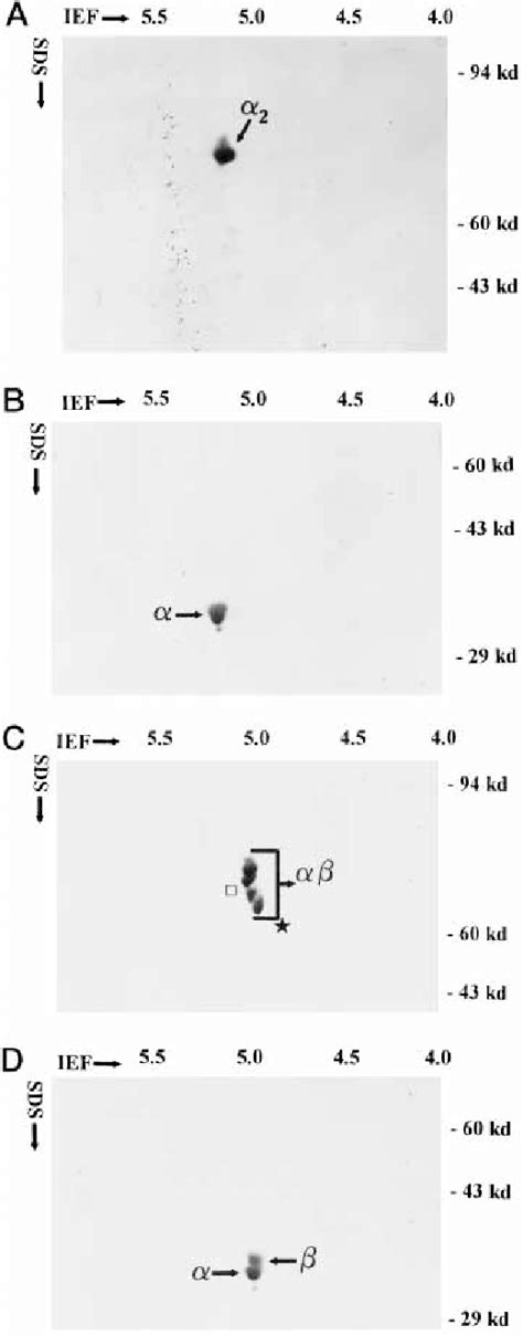 Two Dimensional Electrophoretic Analysis Of Ntg A And B And Tg Line