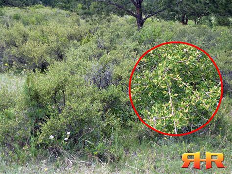 The Straight Shot: Understanding Mule Deer Habitat