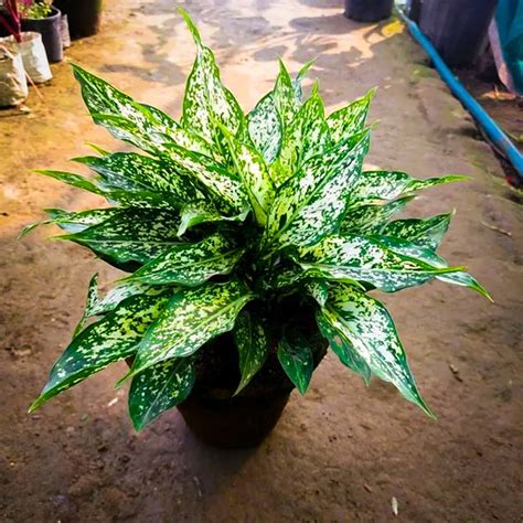 Full Sun Exposure Aglaonema Snow White Green Plant For Indoor Plants