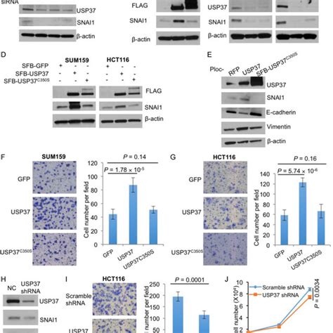 Usp37 Promotes Cancer Cell Migration A Immunoblotting Of Usp37 Download Scientific Diagram