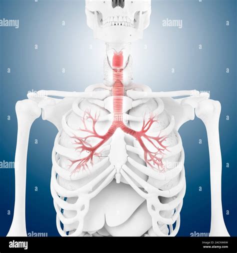 Albero Bronchiale Computer Grafica Al Centro Superiore La Trachea