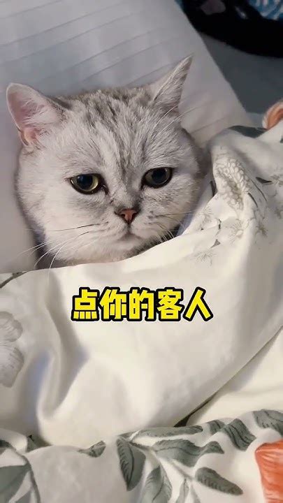 小猫咪整天在家睡觉，不如去猫咖打工挣点猫粮被迫 Youtube