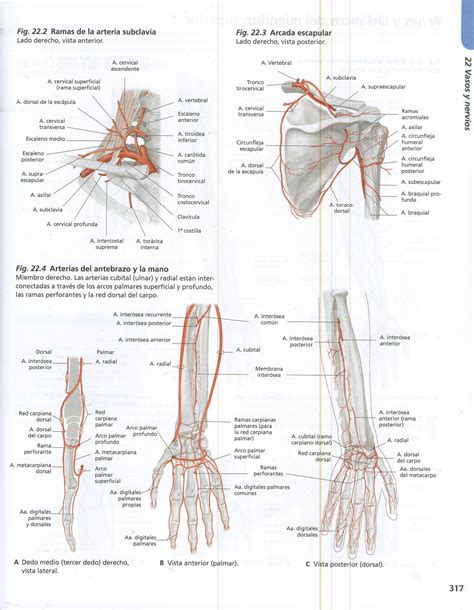 Pdf Atlas Anatomia Prometheus Dokumen Tips