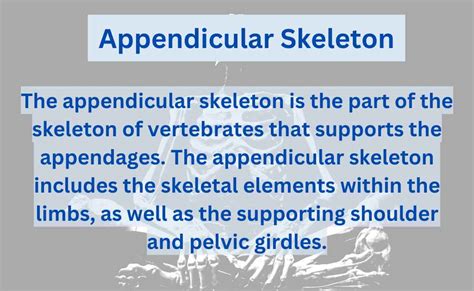 Appendicular Skeleton Blood Supply In Appendicular Skeleton