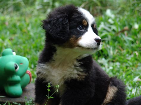 Nós, os Cachorros - No Japão: Raças de Cachorro: Cão de Bernese