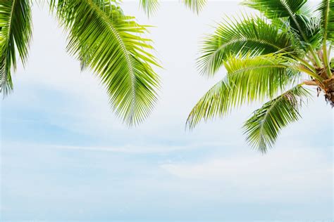 Free Coconut Tree Wallpaper Downloads, [100+] Coconut Tree Wallpapers ...