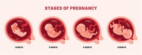 Premium Vector A Poster Showing The Stages Of Pregnancy And The Birth