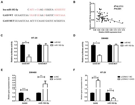 Lncrna Gas Inhibits Colorectal Cancer Cell Proliferation Via The Mir