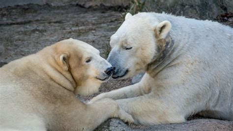 NC Zoo polar bears back together for fifth breeding season | wfmynews2.com