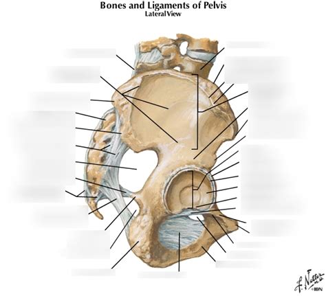 Ligaments Of The Pelvis Anterior