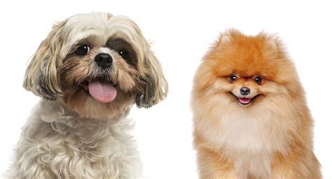 Pomeranian Shih Tzu Mix Meet The Shiranian Atelier Yuwaciaojp