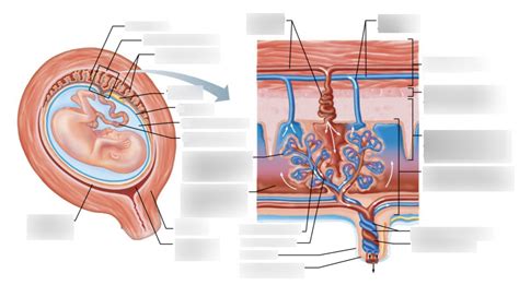 Placenta Diagram Quizlet