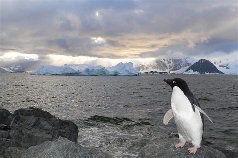 Postcard Perfect: Penguin on Adelaide Island, Antarctica