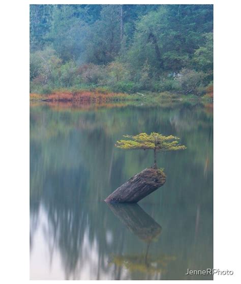 "Fairy Lake Tree Vancouver Island BC Port Renfrew Canada " by ...