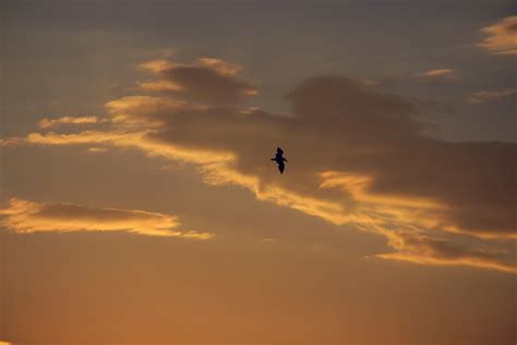 Free Images Horizon Silhouette Bird Cloud Sky Sun Sunrise