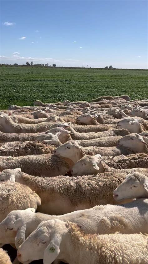 Star Creek Land Stewards Sheep Goat Grazing