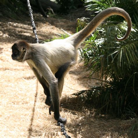 Spider Monkey Auckland Zoo New Zealand Small Flickr