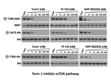 Apexbio Torin Mtor Inhibitor Potent And Selective Cas