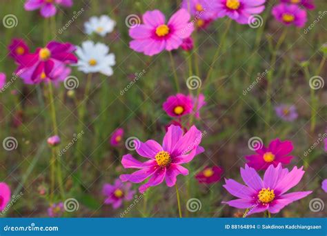 Flor Cor de rosa Bonita Do Cosmos Foto de Stock Imagem de tailândia