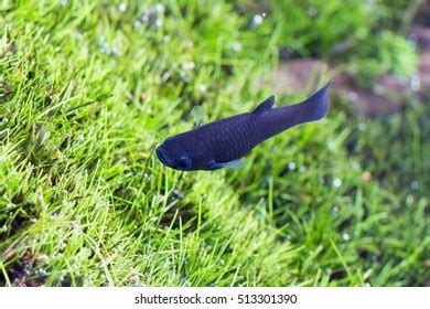 Black Molly Fish Stock Photo 513301390 | Shutterstock