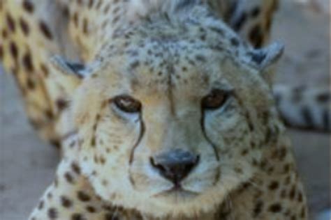 Indian cheetah reintroduction, two months on. - Cheetah Conservation Fund United Kingdom