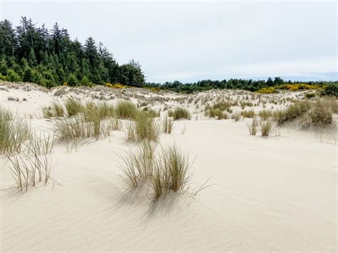 Oregon Coast Sand Dunes: The Ultimate Visitor's Guide