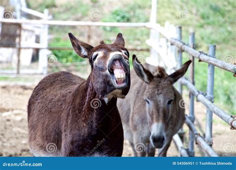 Smile of a donkey stock image. Image of humorous, hardworking - 54306951