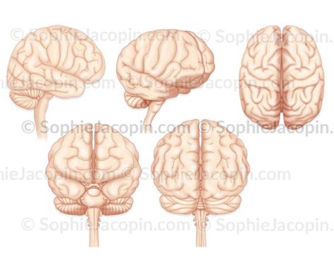 CERVEAU DIFFÉRENTES VUES illustration medicale Sophie Jacopin