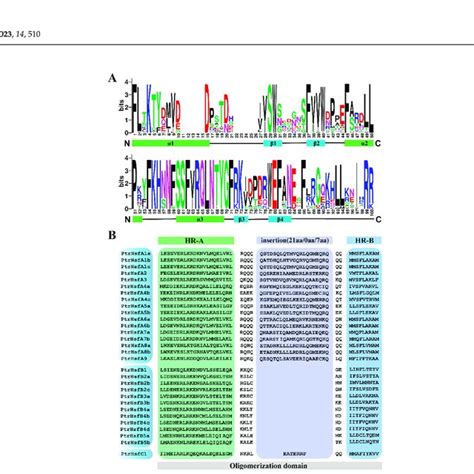 Visualization Of The DNA Binding Domains And Oligomerization Domain Of