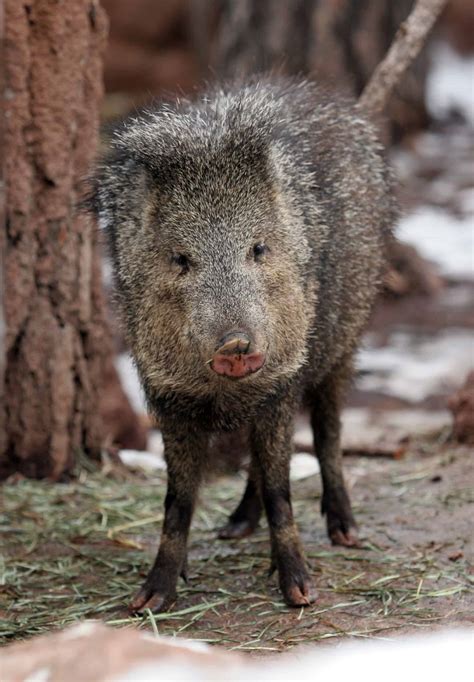 Javelina Bearizona