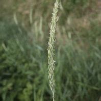 Weeds: Quackgrass – Elymus repens (Elytrigia repens, Agropyron repens ...