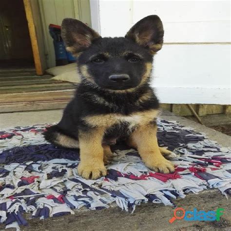 Cachorro Raca Pastor Alemao ANIMAIS Janeiro Clasf