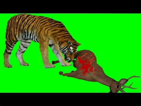 Green Screen Tiger And Deer Animation Kinemaster No Copyright Free