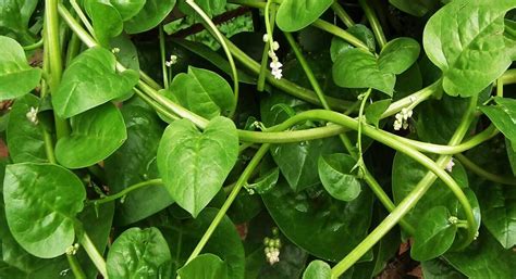 What Is Malabar Spinach Health Benefits And Nutrition Facts