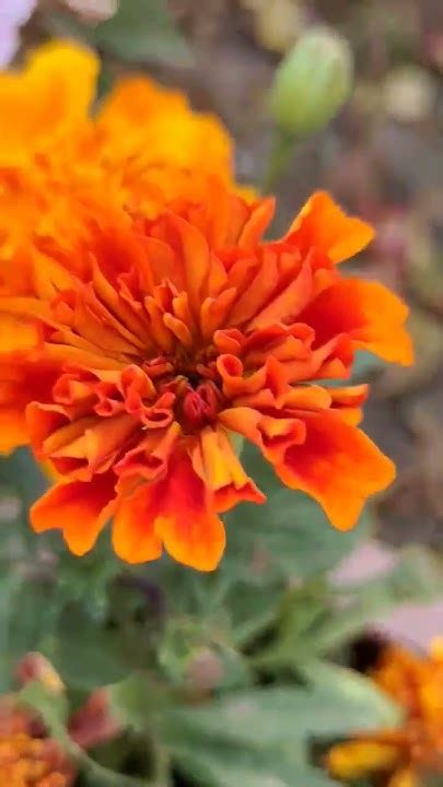 Beautiful Orange Marigold 🏵️🏵️🏵️ Youtube