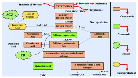 An Overview Of Multiple Steps Involved In The Kynurenine Pathway