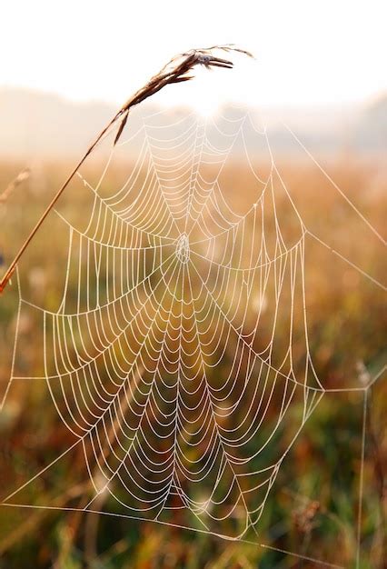 Premium Photo Spider Web With Dew Drops